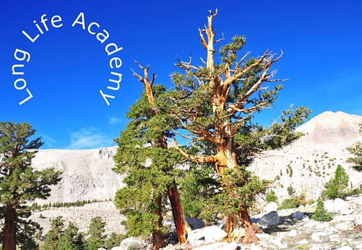 LLA Header Image Bristlecone Pine Image